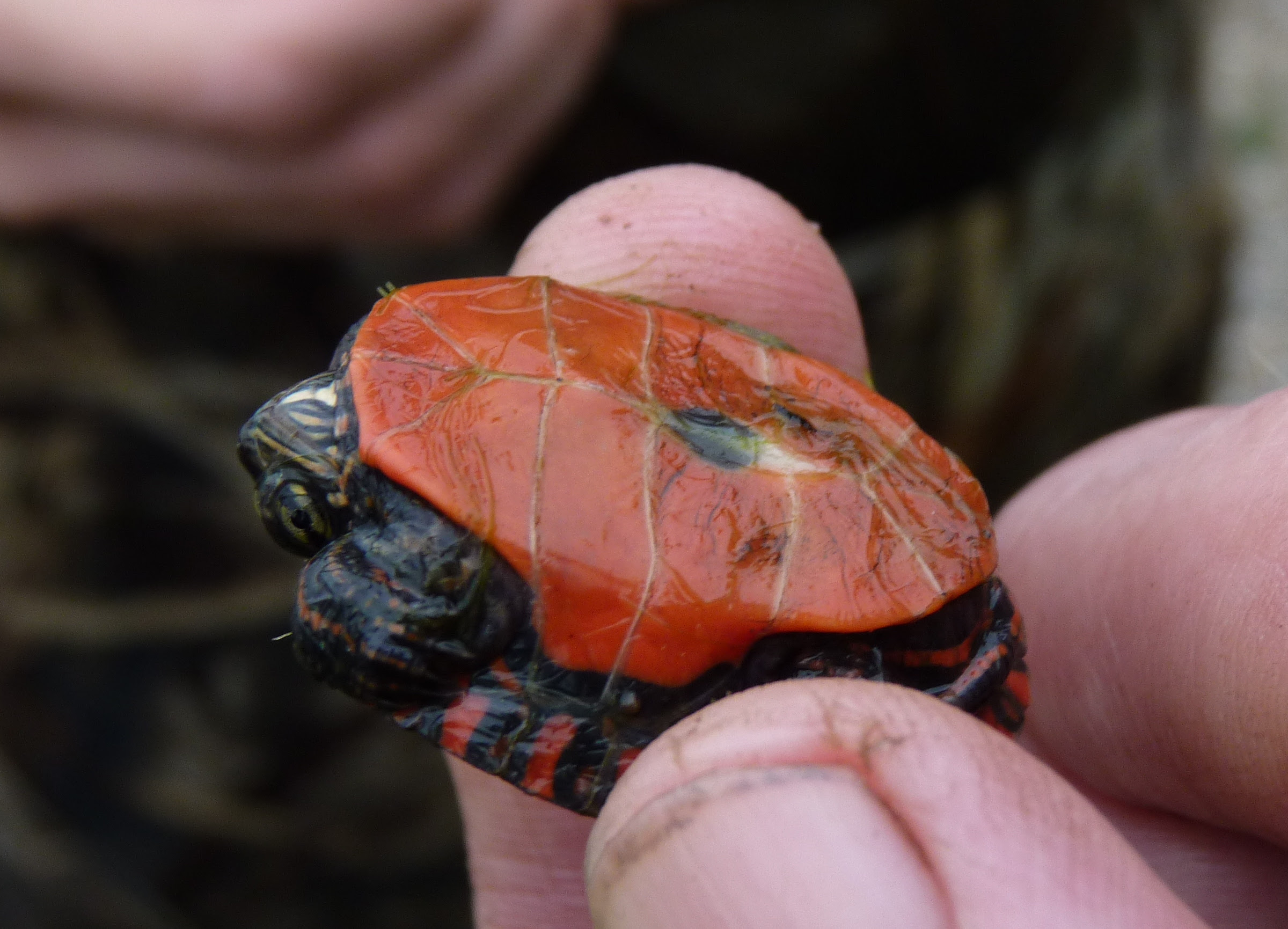 Herp Update: Salamanders, Turtles, Gray Treefrogs – May 23, 2025