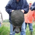 Man in blue raincoat, facing the camera, holds an adult snapping turtle head downward. The turtle is almost the size of the man's torso.