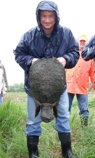 Man in blue raincoat, facing the camera, holds an adult snapping turtle head downward. The turtle is almost the size of the man's torso.