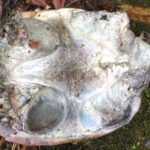 C. serpentina adult venter dead