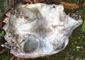 Dorsal view of dead Snapping Turtle. 