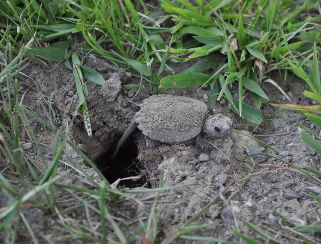 Baby Snapping Turtle emerging from underground nest in spoil. Photo by Pat Perry and used by permission.