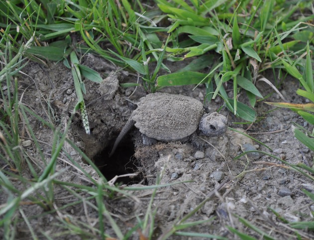 Herp Update: Fall Movement of Snapping Turtles – October 5, 2021