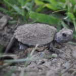 Baby Snapping Turtle emerging from nest. PHoto by Pat Perry and used with permission.