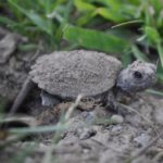 Baby (neonate) Snapping Turtle emerging from nest. Photo by Pat Perry and used with permission.