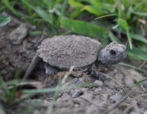 Baby Snapping Turtle emerging from nest. PHoto by Pat Perry and used with permission.