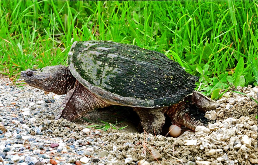 Snapping Turtle (Chelydra serpentina) laying eggs (photo by D. Cockrell). Turtle is viewed from the side, with green grasses/sedges/reeds behind her and a muddy gravel ground beneath her. One egg can be seen.