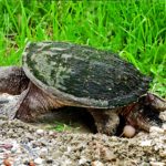 Snapping Turtle (Chelydra serpentina) laying eggs (photo by D. Cockrell). Turtle is viewed from the side, with green grasses/sedges/reeds behind her and a muddy gravel ground beneath her. One egg can be seen. 