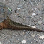 C. serpentina on road, T. Thurston copy