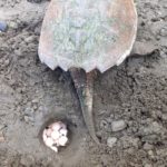 C. serpentina with eggs, Brownington, June 22, 2016, Carl Meyer