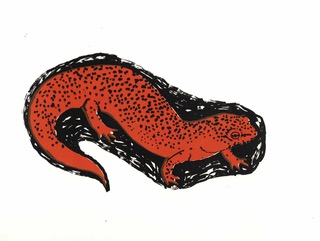 red and black illustration of salamander by Cassidy Arden and used with permission