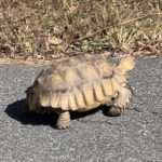 Centrochelys sulcata, African Spurred Tortoise, Thetford, October 3, 2023, Douglas LaPoint