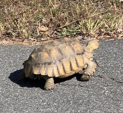a tortoise walks across a paved road toward brown and green grass