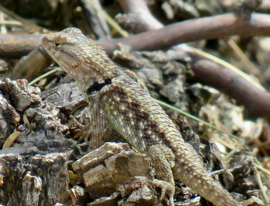 a lizard with black around the neck and white spots stands on rocks