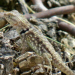 Clarks_Spiny_Lizard_AZ_Kris_Andrews