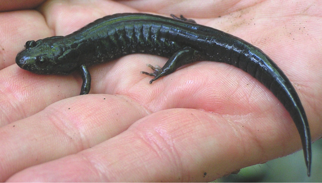 Northern Dusky Salamander (Desmognathus fuscus) adult