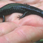 D-fuscus-adult