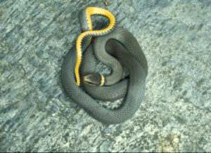 Ring-necked Snake (Diadophis punctatus) adult