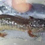 D. fuscus, Ginger Wallis