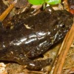 D. fuscus adult in leaves 3 copy