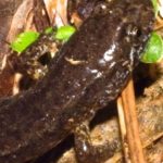 D. fuscus adult in leaves copy