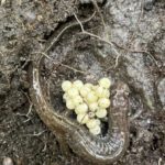 The Northern Dusky Salamander (Desmognathus fuscus) clutch size varies from 5-40 eggs, with an average of 19 eggs per clutch in Vermont. (Photo by K. Kelly)