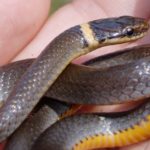 D. punctatus K