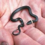 D. punctatus neonate in hand Plumb
