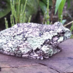 D. versicolor, Aimee Gathalon