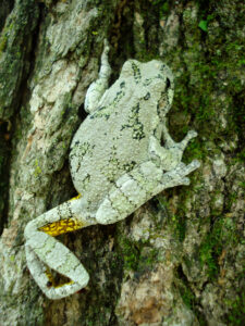 A gray-ish frog with yellow under the legs crawls up tree bark.