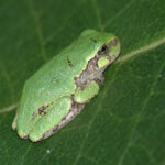 D. versicolor, Ron Haskell