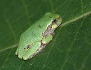A small green frog with a light patch under its eye sits on a green leaf