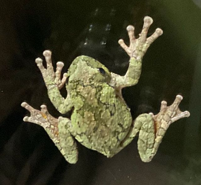 Herp Update: Gray Treefrogs, Nesting Turtles, Bullfrogs