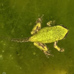 D. versicolor metamorph, Kris Andrews