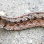 Dekay’s head Toby Alexander