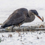 Great Blue Heron preying on Green Frog tadpole at an icy pond. Photo © copyright Rich Armitage and used with permission.