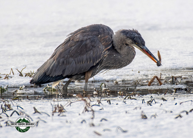 Great Blue Heron preying on Green Frog tadpole at an icy pond
