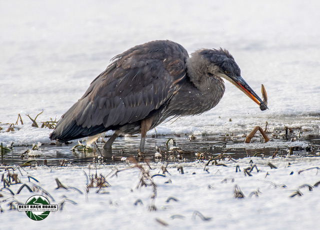 Groundwater, Ice, and Herp Survival – January 28, 2022