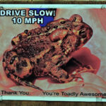 Drive Slow, Sue Morse
