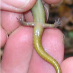 E-bislineata-venter