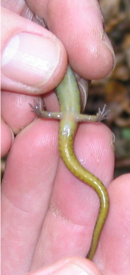 Northern Two-lined Salamander (Eurycea bislineata) adult, ventral view