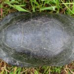 E. blandingii 734 carapace