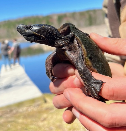 Herp Update: recent activity — May 5, 2022