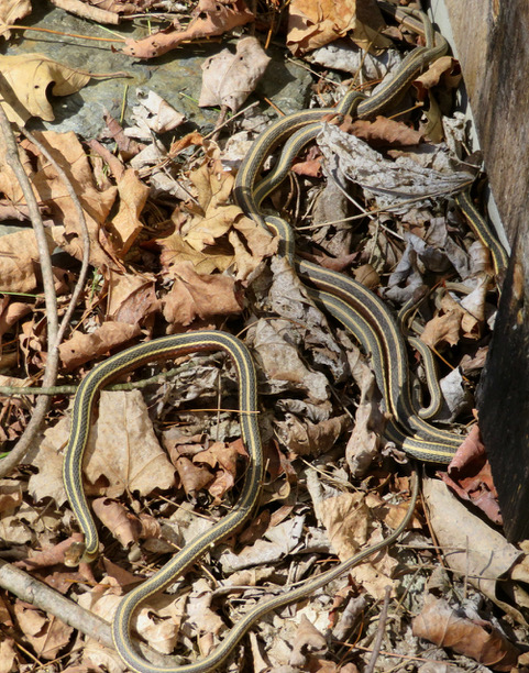 Several Eastern Ribbonsnakes gather outside a denning site.