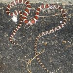 Eastern Milksnake (Lampropeltis triangulum) eating another Eastern Milksnake