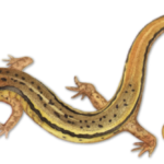 Eurycea bislineata drawing from amphibian guide
