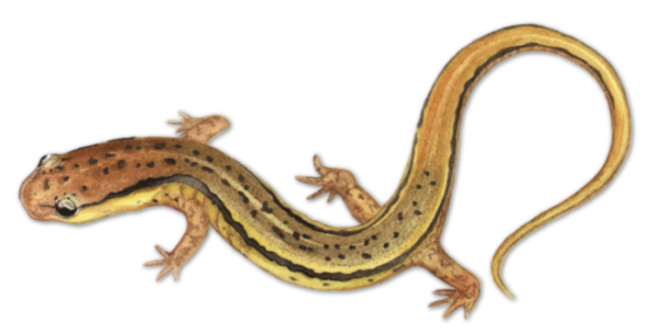 Amphibian Field Guide - Image 5