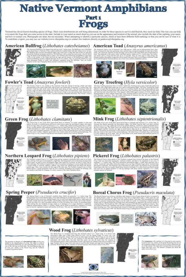 Native Vermont Amphibians Poster: Frogs
