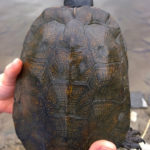 G-insculpta carapace, Fairfax, May 10, 2015, Shannon Kane