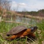 G-insculpta-in-habitat-NE-Kingdom-May-22-2016-Kiley-Briggs-300×201